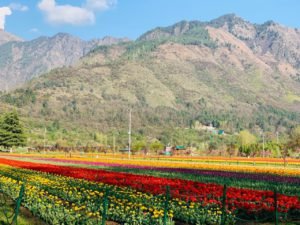 tulipfestival1