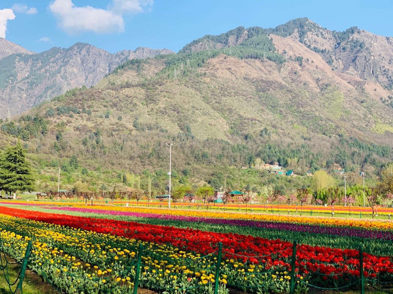 tulipfestival1