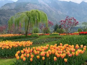 tulipfestival2