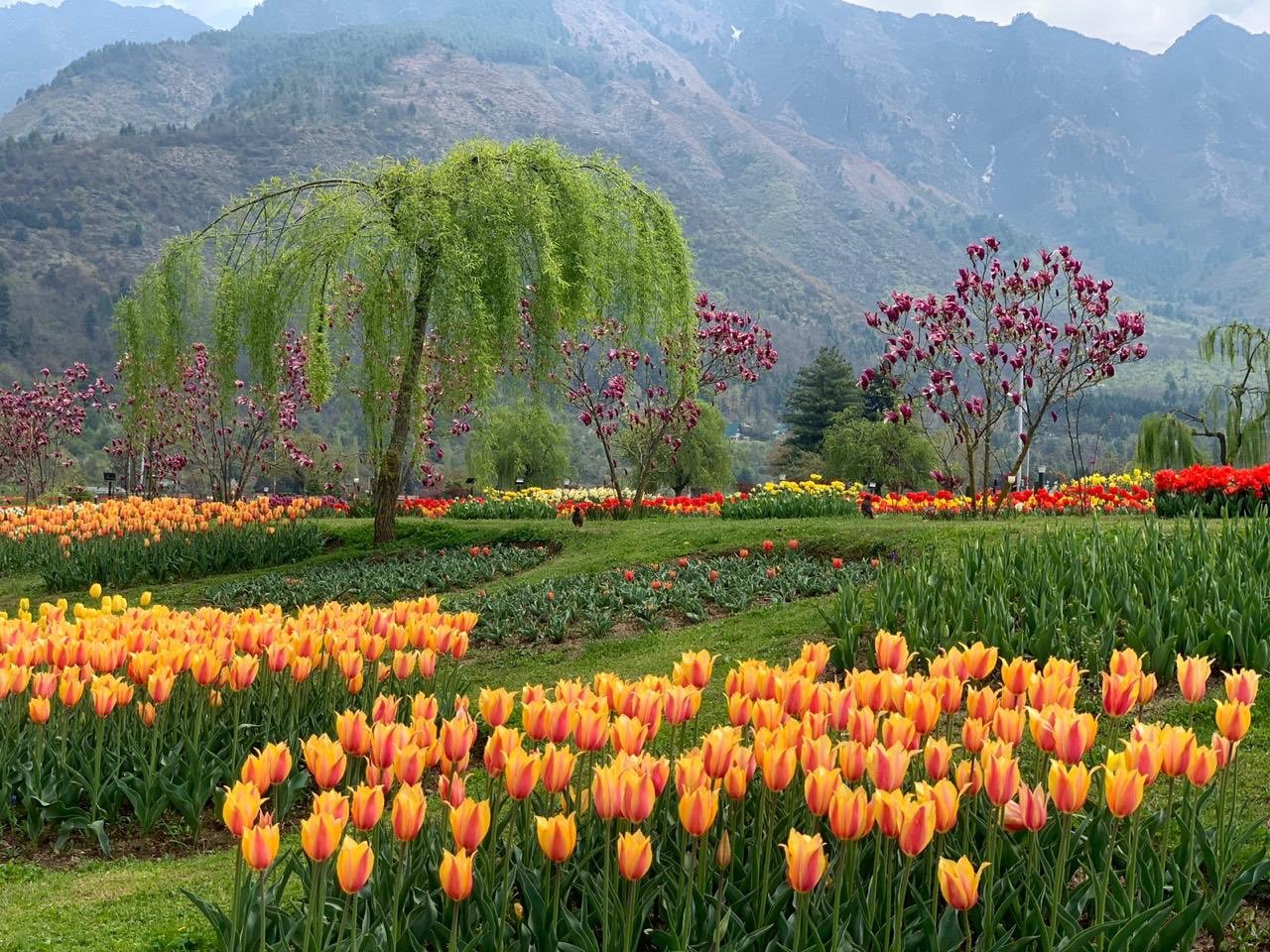 tulipfestival2