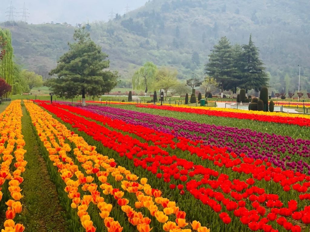 Tulip Festival 2021