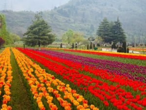 tulipfestival5