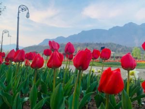 tulipfestival7