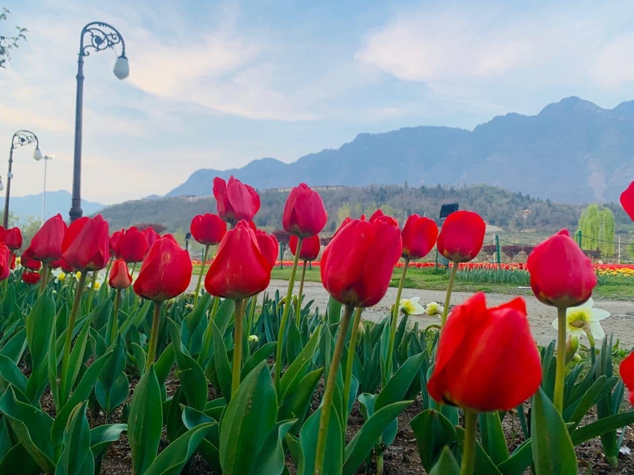 tulipfestival7