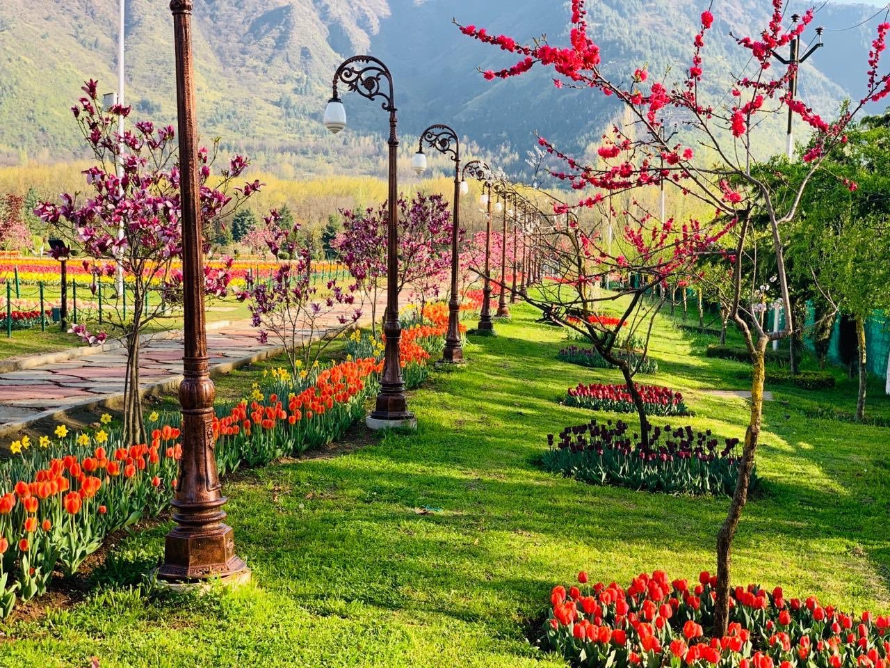 tulipfestival8